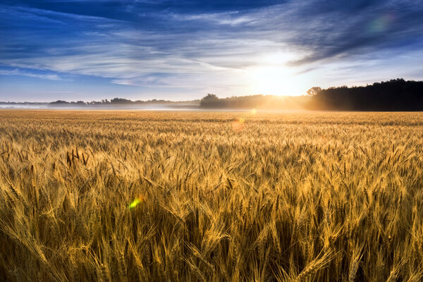 Misty Sunrise Over a Kansas Golden Wheat Field Ready for Harvest
