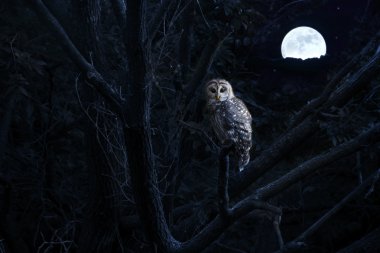 çizgili baykuş sessizce parlak tam moonrise tarafından aydınlatılmış oturur
