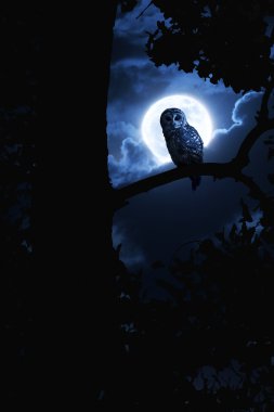 Dolunaya Cadılar Bayramı gecesinde dikkatle ışıklı baykuş saatler