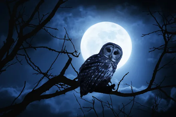 Montres hibou intensément illuminé par la pleine lune sur la nuit d'Halloween — Photo