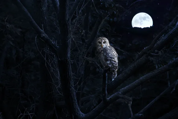 Barred Owl siège tranquillement éclairé par plein lever de lune lumineux — Photo