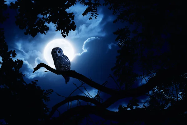 Búho relojes intencionadamente iluminado por la luna llena en la noche de Halloween Imagen de archivo