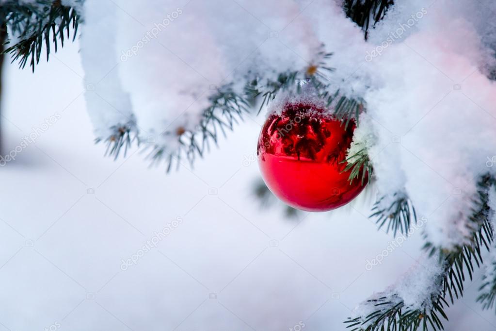 Bright Red Ornament Hangs From Snow Covered Christmas Tree