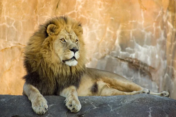 A Large Powerful Lion Rests On Tall Boulder At Sunset — Stock Photo, Image