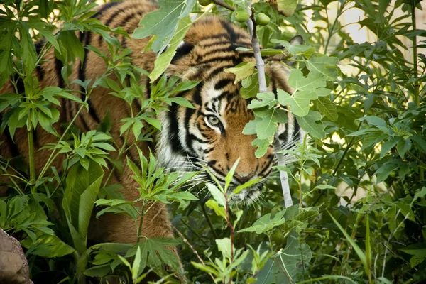 Tygrys Malajski rówieśników przez gałęzie podkradanie się pod zwierza — Zdjęcie stockowe