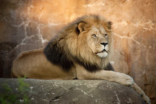 En stor kraftfull lejon vilar på hög boulder vid solnedgången — Stockfoto