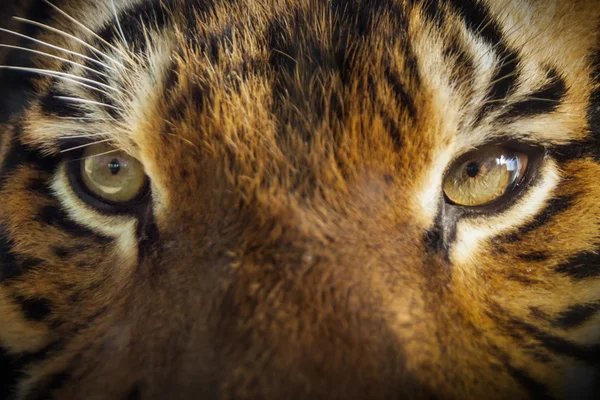 Лицом к лицу с могущественным малайским тигром — стоковое фото