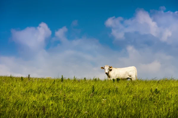 Césped orgánico natural alimentado Vaca de campo libre y cielo azul —  Fotos de Stock