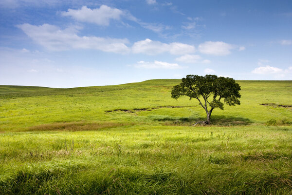 Спокойный природный ландшафт Среднего Запада Канзаса Tallgrass Prairie Preserve
