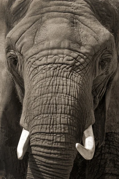 Face to Face Portrait of an African Elephant — Stock Photo, Image