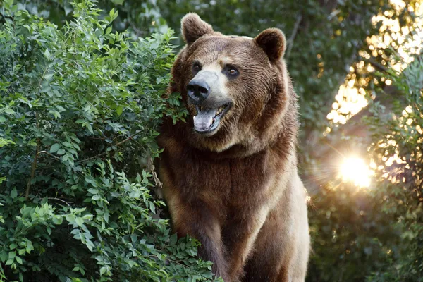 Urso Grizzly grande com pôr do sol e foilage pesado — Fotografia de Stock