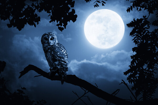 Búho relojes intencionadamente iluminado por la luna llena en la noche de Halloween — Foto de Stock