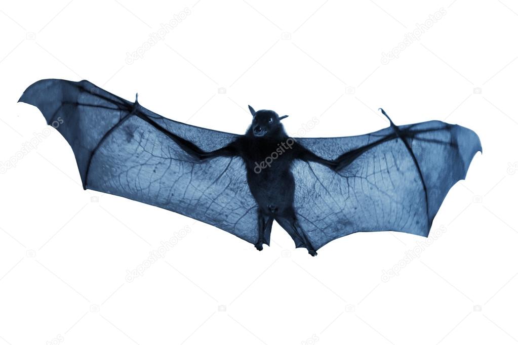Creepy Blue Nighttime Flying Halloween Bat Isolated On White