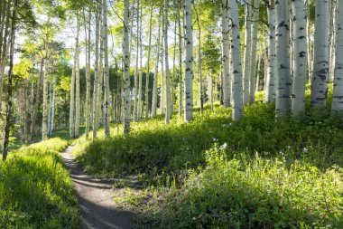 Yaz hiking trail