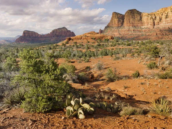 Desert hiking trail — Stock Photo, Image