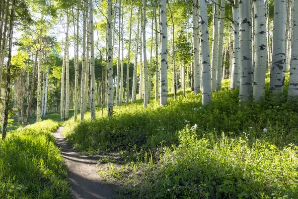 Summer hiking trail — Stock Photo, Image