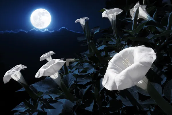 Moonflower bush — Stock Photo, Image