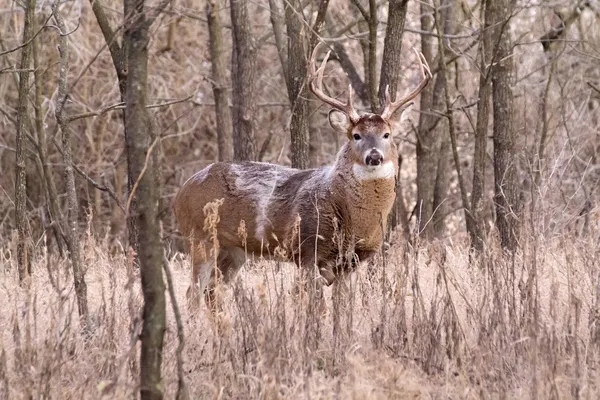 Witte staart buck — Stockfoto