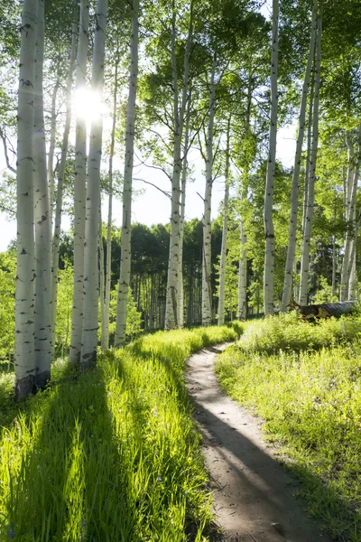 Hiking trail through Aspen Tree — Stock Photo, Image