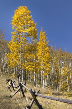 Golden yellow autumn aspen trees clipart