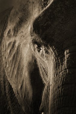 Afrika fili portre