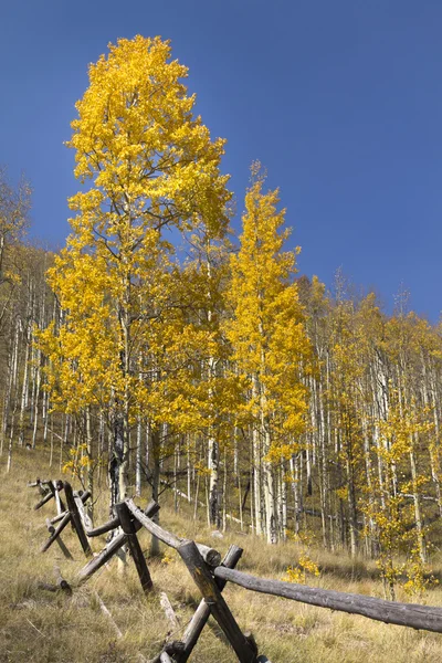 Goldgelbe Herbst-Espen — Stockfoto