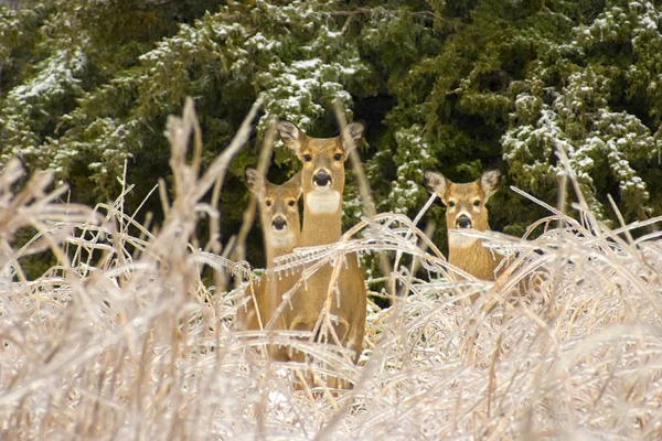 Three White Tail deers — Stock Photo, Image