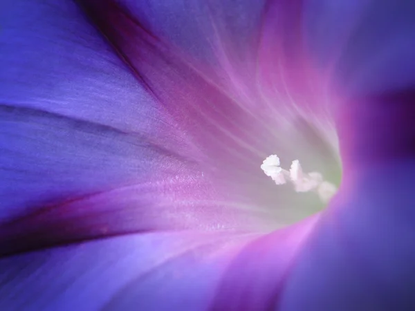 Morning glory blomma närbild — Stockfoto