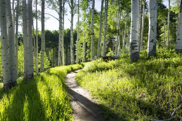Sommaren vandringsled genom aspen träd grove — Stockfoto