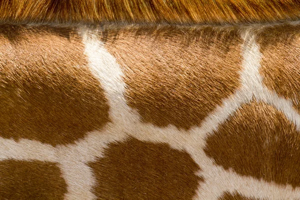 Close up pattern of a Giraffe's neck
