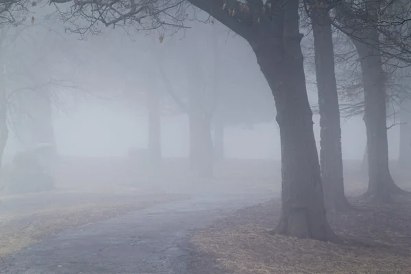 Foggy path