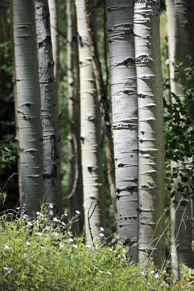 Vit skällde aspen träd — Stockfoto