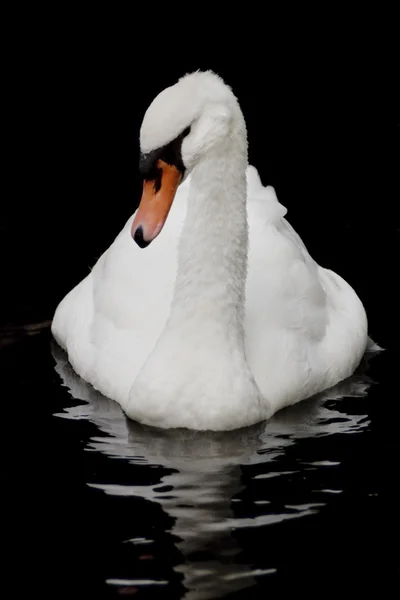 Cigno trombettista bianco — Foto Stock