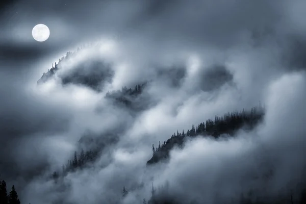 Nachtnebel — Stockfoto