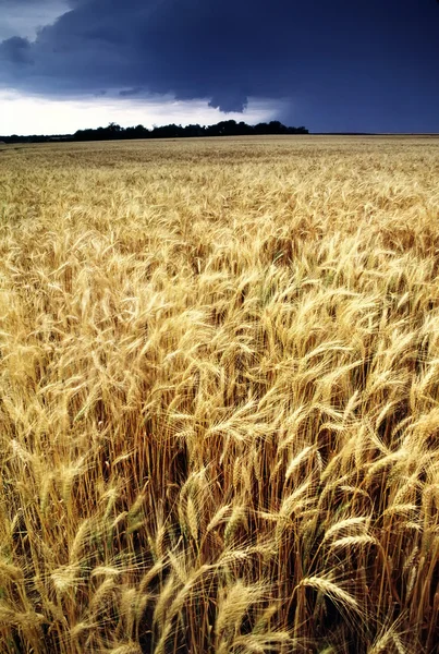 Yellow wheat field — Stock Photo, Image