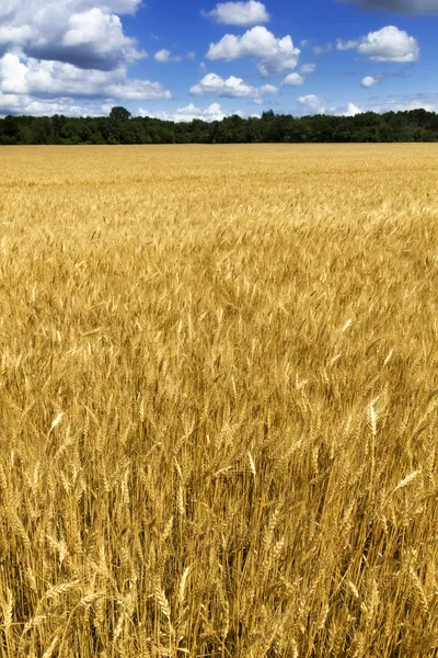 Gult vetefält — Stockfoto