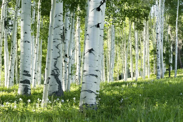 Bosque de Árvores de Aspen — Fotografia de Stock