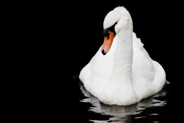 Cisne trompetista branco — Fotografia de Stock