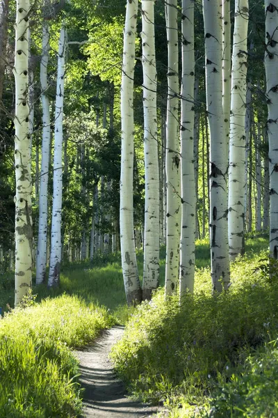 Trilha de caminhada através de Árvore de Aspen — Fotografia de Stock