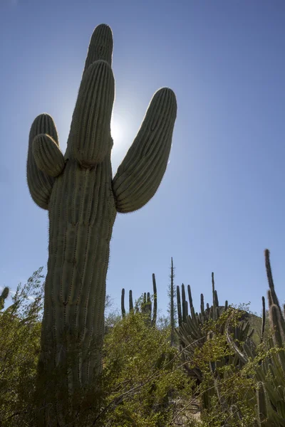 Tall Saguaro Cactus — Stock Photo, Image