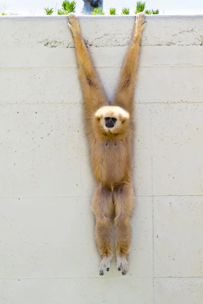 Aap in een plaatselijke dierentuin — Stockfoto