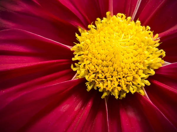 Flor de Cosmos Rojo y Amarillo — Foto de Stock