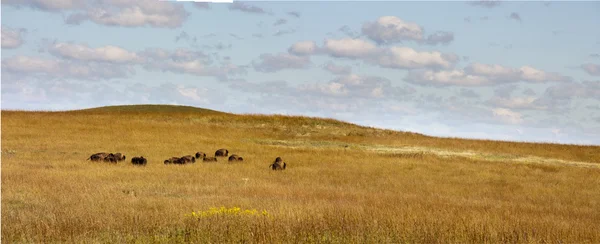 Gehoord van buffalo — Stockfoto