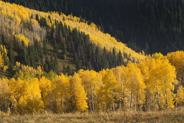 Golden Aspen Trees betweent green pine trees — Stock Photo, Image