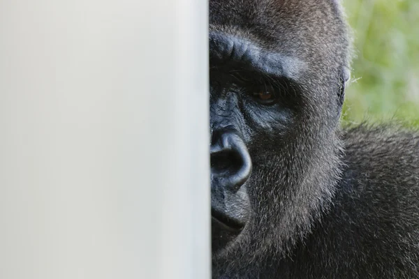 Western Lowland Gorilla — Stock Photo, Image