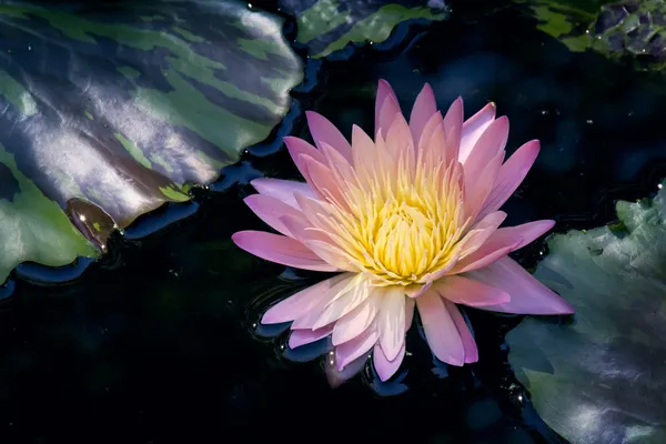 Lirio de agua — Foto de Stock