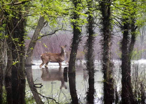 White Tail Deer wander carefully through flooded park — Stock Photo, Image