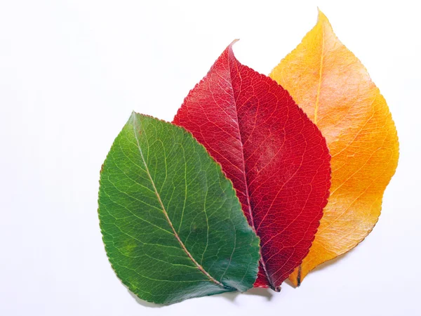 Diferetn colores hojas Imagen de stock
