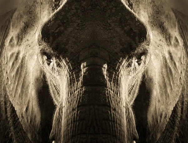 Elefant porträtt Stockbild