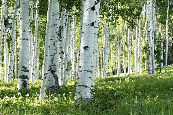 Arboleda de árboles de Aspen Fotos de stock